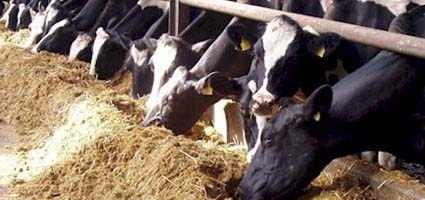 2008 looks to be steady year for dairy farmers