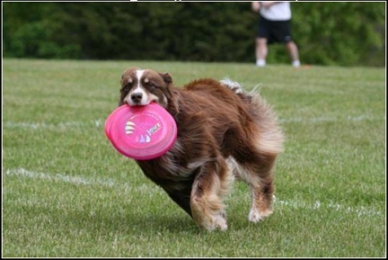 Local dog and owner make it to Disc Dog Nationals