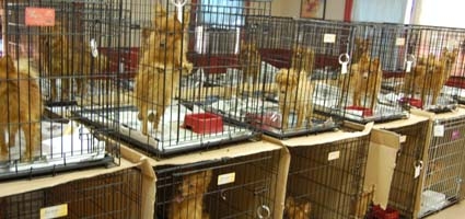Judge dismisses 77 of 116 charges in Pomeranian case