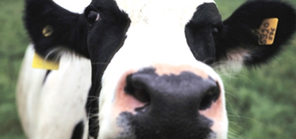 USDA ups price support for struggling dairy farmers