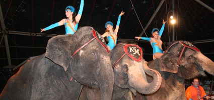 Kelly Miller Circus entertains Norwich crowd