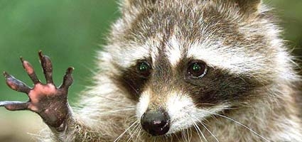 Rabid raccoon reported in Norwich