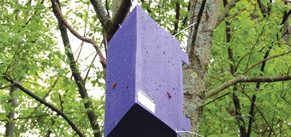 Purple traps monitor invasive Emerald Ash Borer