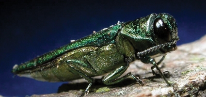 Schumer: Cuts to programs that control invasive species could exacerbate emerald ash borer problem