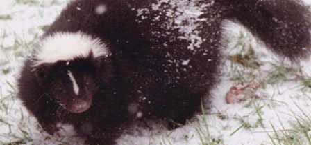 Rabid skunks found in city