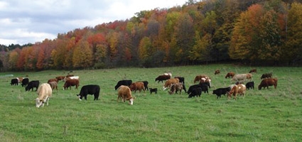 Cornell implements grazing program in Chenango