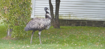 Where’s ‘Waldo’: Emu running loose in Mount Upton area