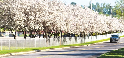 City seeks ‘tree lawns’ for new trees