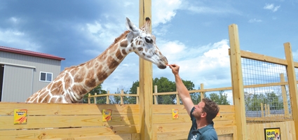 Giraffe resident at Animal Adventure gives visitors reason to look up