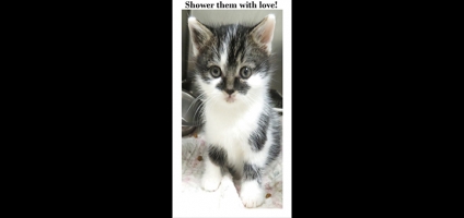 CSPCA looks ahead to 3rd annual Kitten Shower