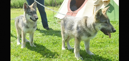 Wolf Mountain Nature Center to introduce pups to public this Sunday