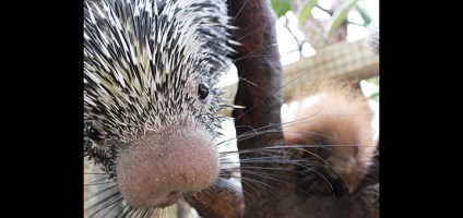 Binghamton zoo welcomes baby porcupine