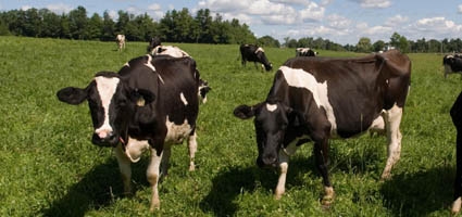 Is rotational grazing the solution to dairy farm success?