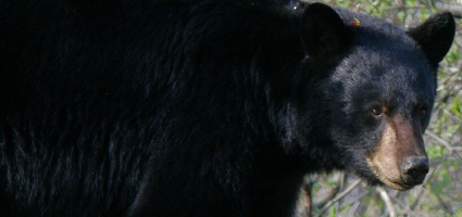 DEC proposes bear hunting in part of Chenango County 