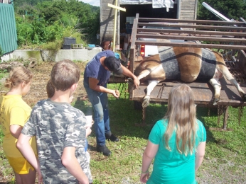 Chenango County 4-H Dairy Rodeo ropes 4-H’ers in