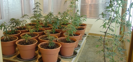 Police bust home-grown pot operation
