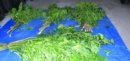 New Berlin Marijuana Crop Cleared By Police