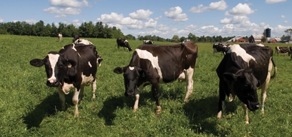 Application deadline approaches for federal dairy loss program