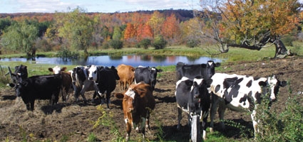 Farm Bureau Tells Albany To Stop “plowing Agriculture Under”