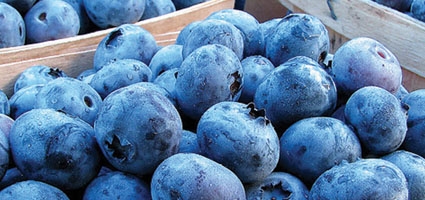 Coventry hosts 4th Annual Blueberry Festival Saturday