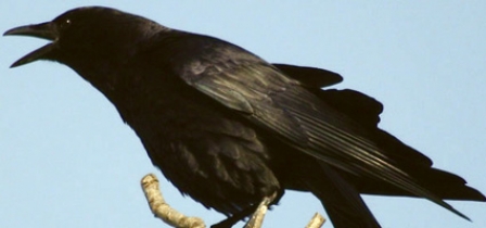 City tries to keep crows away