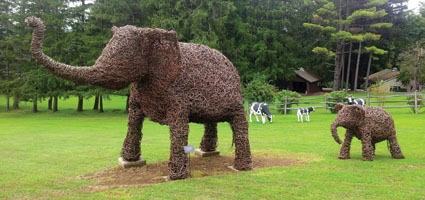 Elephants join art collection on Norwich man’s lawn
