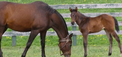 New study shows good news for New York’s equine industry