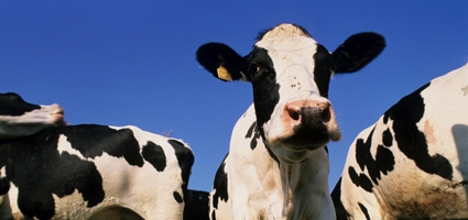 Special Report: Chenango, Otsego, Delaware economies losing $100 million plus in milk production 