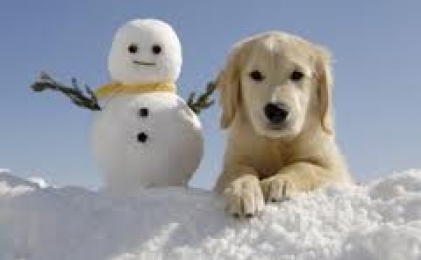 Protect Your Pets From Winter Pitfalls