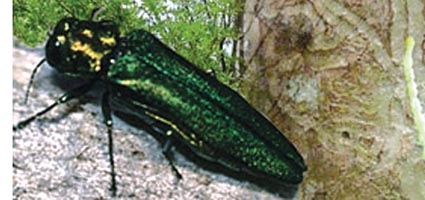 The Emerald Ash Borer: A growing concern in Chenango County