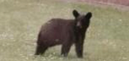 Black bear visits UV Schools