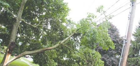 Tree down on Hale Street Wednesday