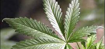 Man Found With 800 Marijuana Plants Sentenced In Court