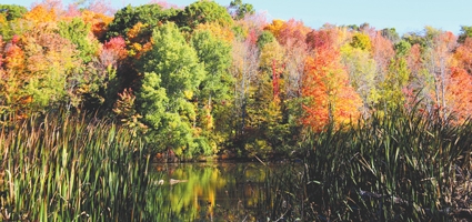 Fall in love with Chenango’s fall foliage