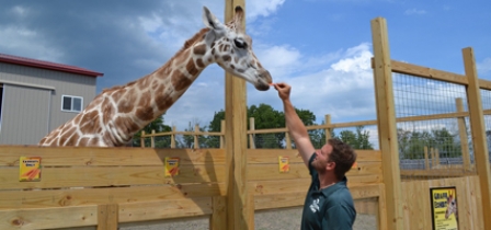 Live stream of April the giraffe returns in spite of animal rights extremists' objections