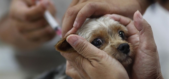 Free rabies clinic to be held in Guilford on Wednesday