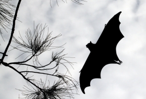 Bats and your garden