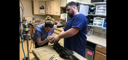 Compassionate Care Veterinary holds another Spay/Neuter-A-Thon this year