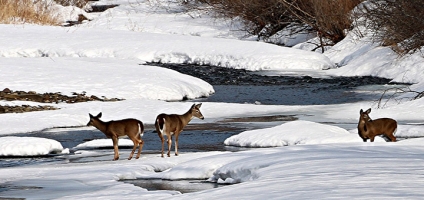Deer Management Permits Available For Beaver Meadow State Forest