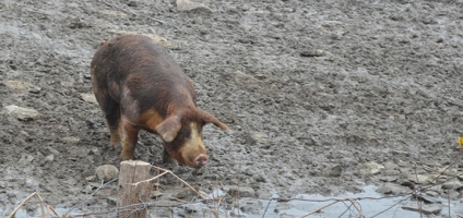 300 Pigs Die In New Berlin Barn Fire Thursday