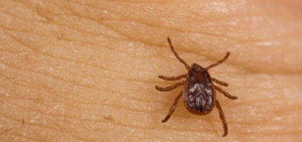 County health department offers tips to avoid Lyme disease