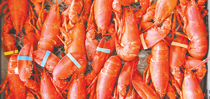 45th Annual Republican Lobsterfest this weekend