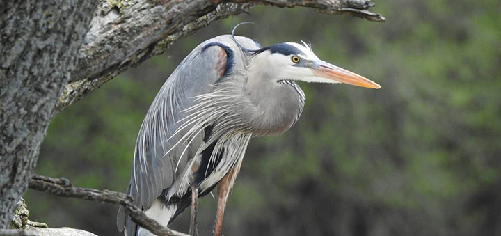 Chenango Bird Club to host nature walk at Roger's Center