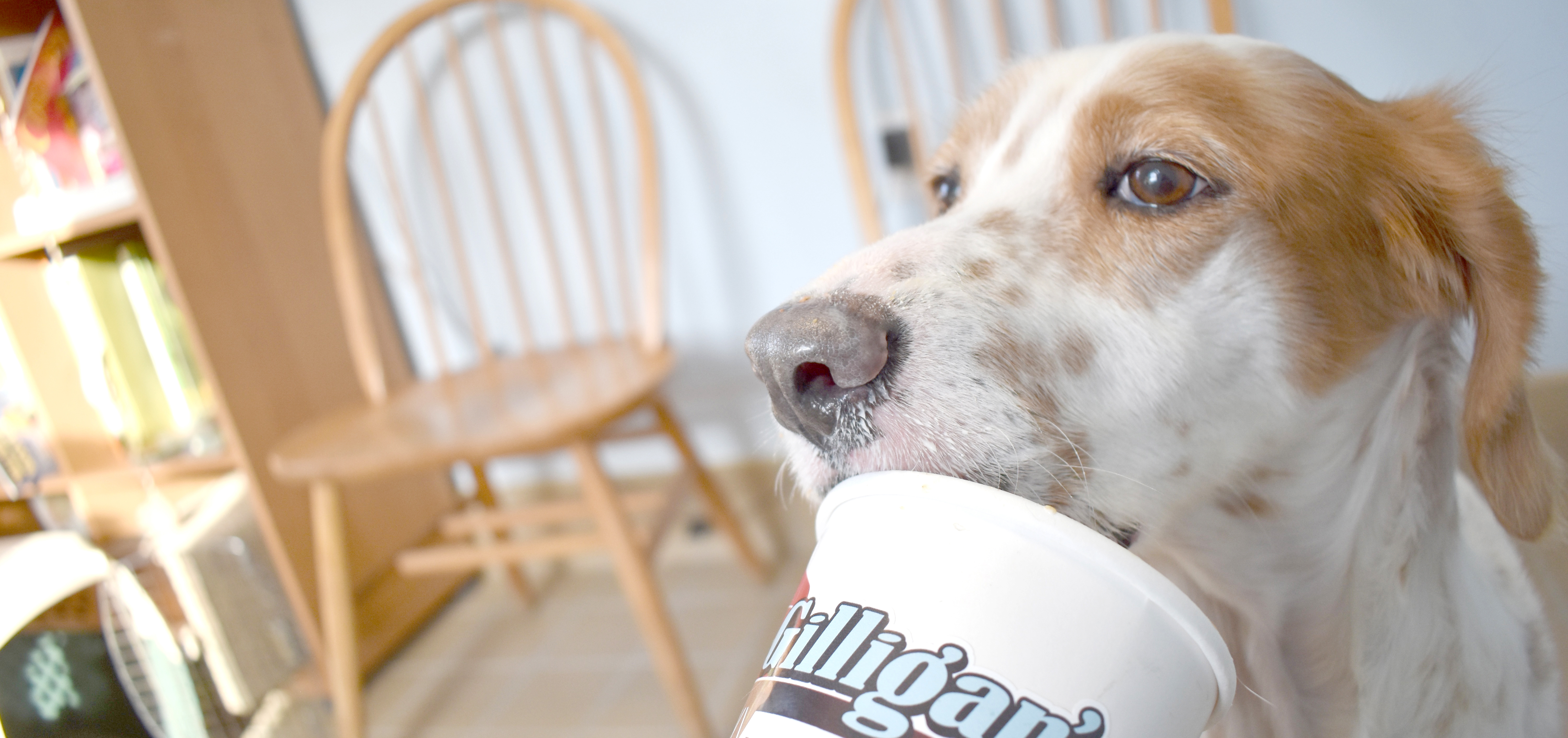 Dogs Will Be Howling For This Ice Cream In Sherburne