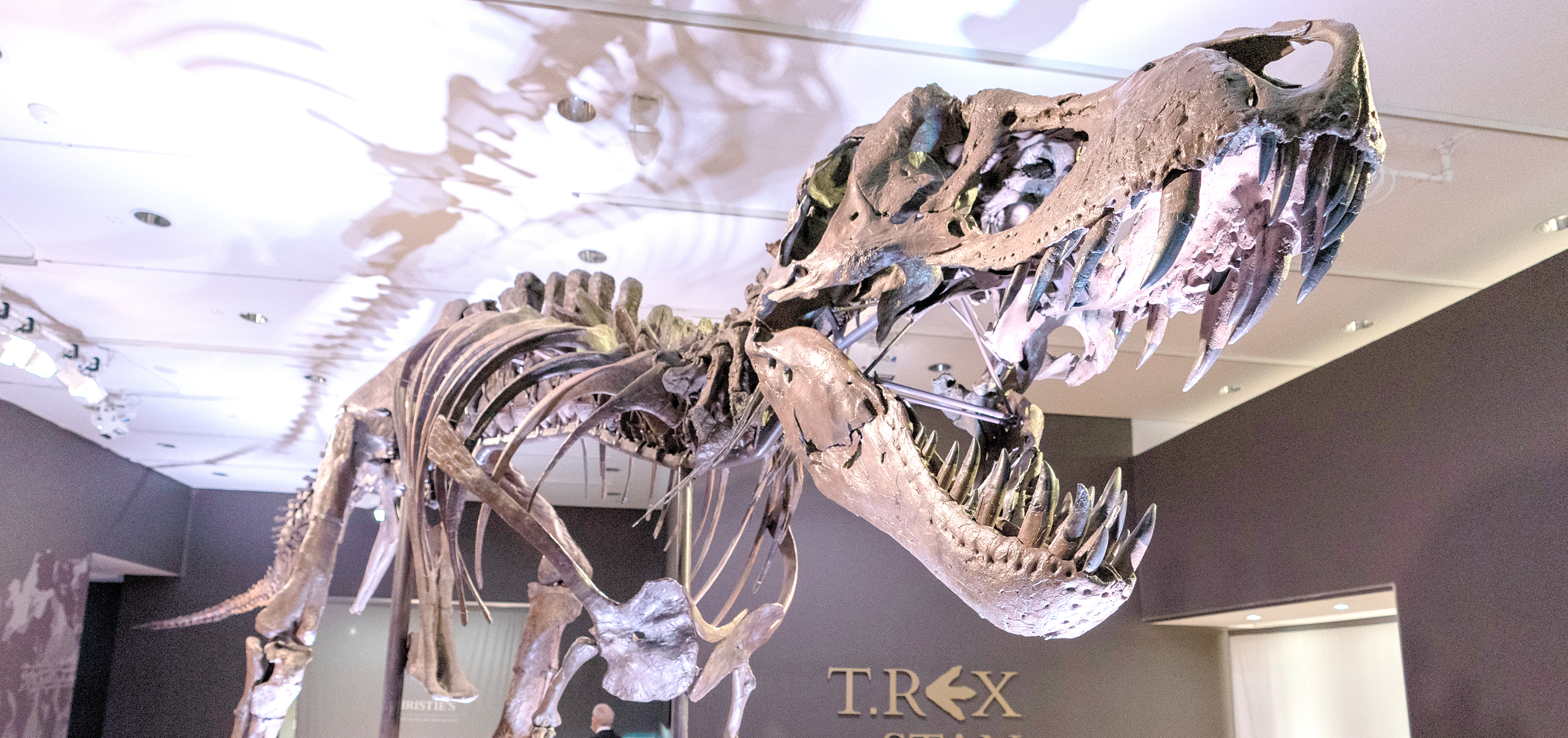 Bones to pick, for $8M: Stan the T rex goes up for auction