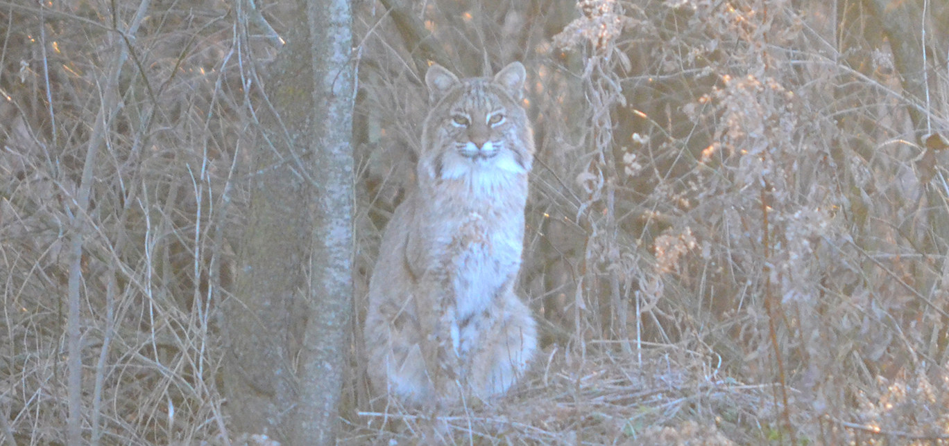 About Bobcats from the NY DEC